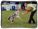 Pies, Border Collie, Frisbee, Kobieta