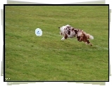 Border Collie, Frisbee