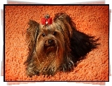 Yorkshire Terrier, Kokardka, Dywan