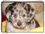 Szczeniak, Owczarek australijski-australian shepherd