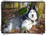 Husky, Las, Jesień