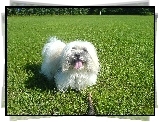 Piesek, Coton de Tulear, ka