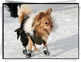 Pies, Buty, Śnieg, Chihuahua długowłosa