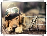 Pies, Czapka, Gogle, Golden retriever, Samolocik