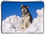 Piesek, Siberian Husky, Śnieg