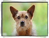 Piesek, Norwich terrier