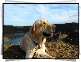 Pies, Labrador Retriever