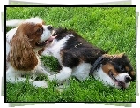 Dwa, Pieski, Toy Spaniel Angielski, Trawa