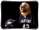 Pies, Golden retriever, Koszulka, Kask