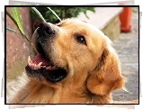 Pies, Golden, Retriever