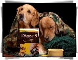 Dwa, Psy, Przyjaciele, Golden Retriever