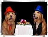 Dwa, Psy, Golden retriever, Kapelusze