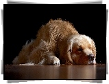 Pies, Golden, Retriever