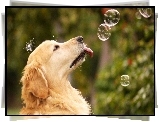 Pies, Bańki, Mydlane, Golden Retriever
