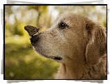 Pies, Golden retriever, Motyl