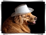 Biały, Kapelusz, Pies, Golden Retriever