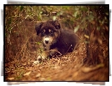 Piesek, Zarośla, Szczeniak, Owczarek australijski-australian shepherd