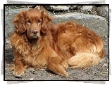 Piesek, Golden Retriever, Kamienia