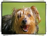 Piesek, Yorkshire Terrier