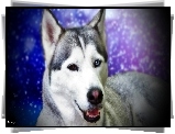 Siberian Husky