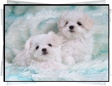 Dwa, Pieski, Bichon Frise