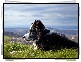 Pies, Pasterski, Łąka, Panorama, Border Collie