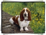 Basset Hound, Obroża