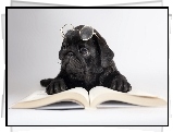 Pies, Książka, Okulary