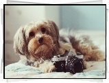 Pies, Aparat, Pentax, Shih Tzu