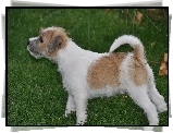 Parson Russell Terrier, Trawa