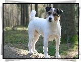 Parson Russell Terrier, Las