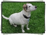 Parson Russell Terrier, Trawa