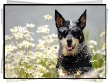 Okulary, Pies,  Australian cattle dog