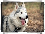 Pies, Husky, Spacer, Las