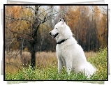 Siberian Husky, Las