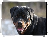 Rottweiler, Język