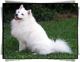 Biały, Piesek, American Eskimo Dog