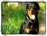 Rottweiler, Język, Obroża, Trawa