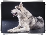 Siberian Husky