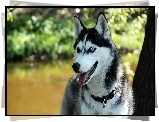 Husky, Drzewo, Park
