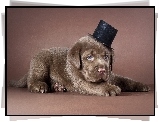 Szczeniak, Labrador, Cylinder