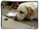 Labrador Retriever, Ślimak