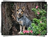 Piesek, Australian cattle dog