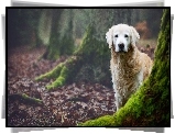 Las, Pnie, Drzew, Golden Retriever