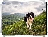 Border Collie, Góry, Zachmurzone, Niebo