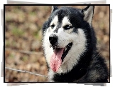 Siberian Husky, Język