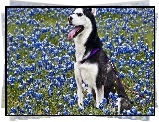 Siberian Husky, Łąka, Kwiatki