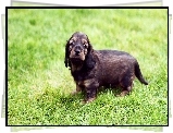 Słodki, Szczeniak, Trawa Field spaniel