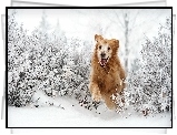 Golden Retriever, Bieg, Śnieg