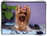 Yorkshire Terrier, Kokardka